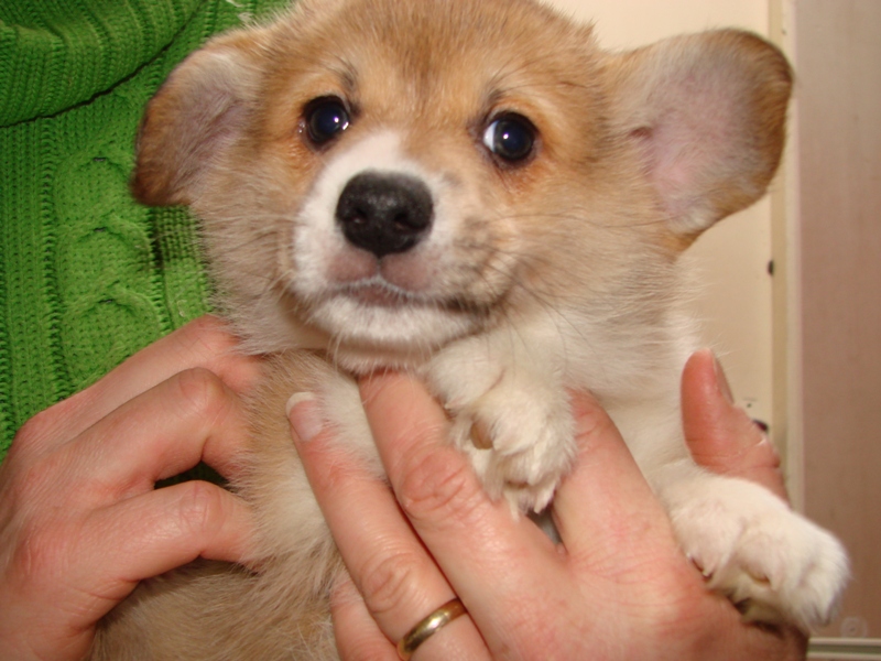 Puppies